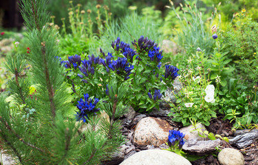 Gentian in the garden, in rockeries