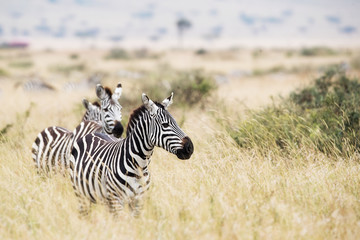 Zebra in Kenya Looking to Side With Copy Space