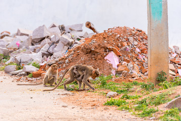 Monkey with cub, Puttaparthi, Andhra Pradesh, India. Copy space for text.