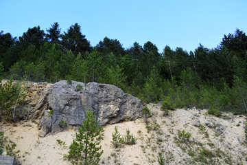 Stone wall in the pine forest. Rocks in the forest