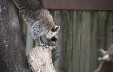 Raccoon, Washing Bear (Procyon lotor)