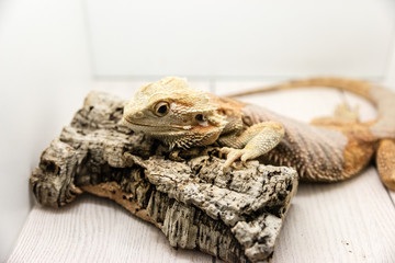 Iguana in reptilarium