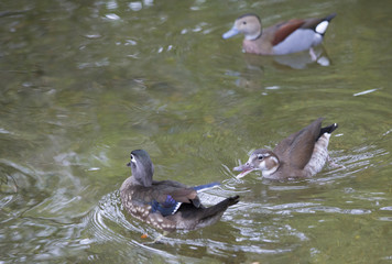 Ringed Teal Duck