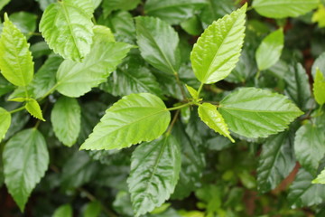 verde natureza