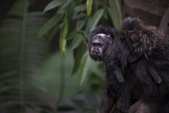 White-faced saki monkey perched amidst dense green leaves in a tropical rainforest jungle canopy
