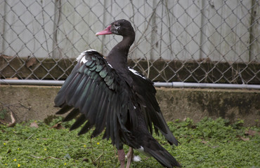 Spur-Winged Goose