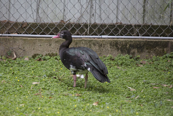 Spur-Winged Goose
