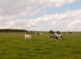 a landscape scene with dairy farm cows grazing on the grass