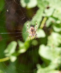 spider on web spider on web outside  European Garden Spider or Cross Orb-Weaver