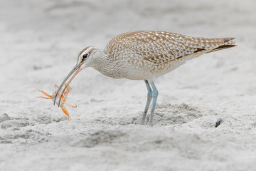 A Curlew Eating A Crab