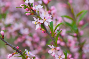 Pink flowers of wild rosemary. Shrub, wild rosemary blooming.