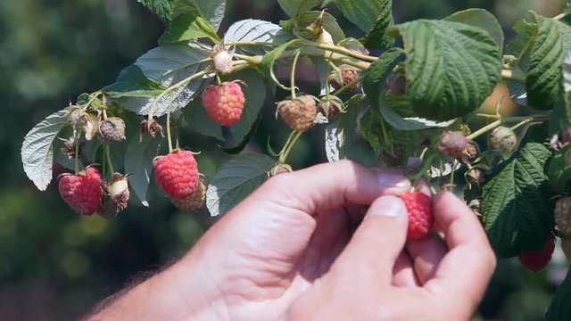 Ripe raspberry bush on a sunny summer day. Raspberry on a branch close-up, Raspberry bush in a summer garden. Picking ripe raspberries in the garden