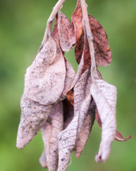 autumn crispy red crinkled leaves hanging dried