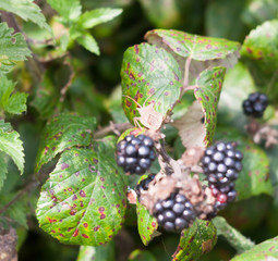 big dock bug on blackberries outside Coreus marginatus