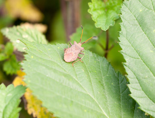 big single dock bug resting on leaf Coreus marginatus