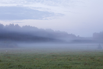 Foggy grassland at dawn