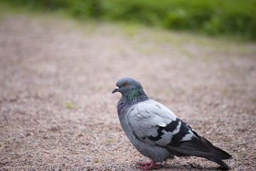 Dove 
