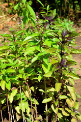 
Growing in the garden green basil with a purple hue.