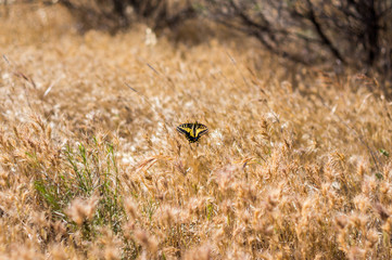 Yellow butterfly in a field of dried grasses