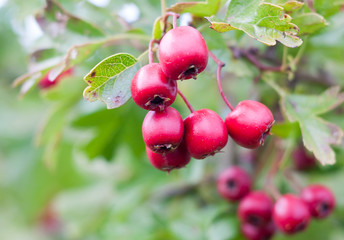 close up of hanging red hawthorn berries Crataegus