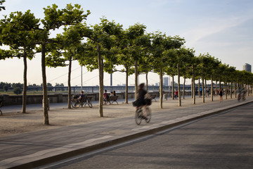 Naklejka premium Woman rides bicycle in blurry motion by Rhine (Rhein) river. Tree line is also in the view. Image communicates lifestyle and culture of Dusseldorf.