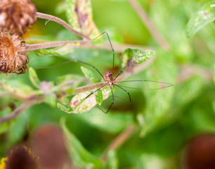 daddy long legs spider in the wild Pholcidae