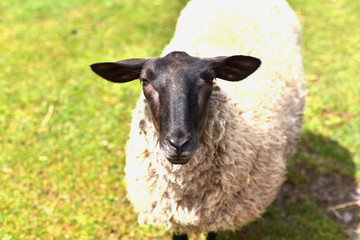 Fototapeta premium 羊の子