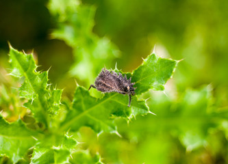 hairy dead grey leaf on green spiky leaf plant