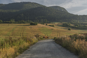 Fototapeta na wymiar Cows near Likavka village in summer morning