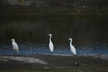Obraz premium The sea bird