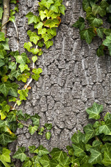 Old tree texture and pattern background covered in gray ivy for design