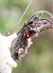 small behind shell of 7 dot ladybird Coccinella 7-punctata