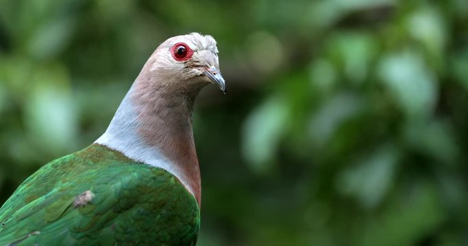 Pink neck green pigeon