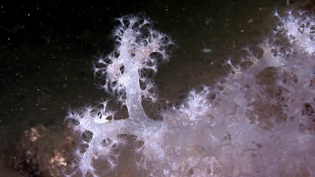 White fluffy soft coral underwater on seabed of White Sea. Unique video close up. Flowers of marine life in clean clear pure and transparent water in search of food.
