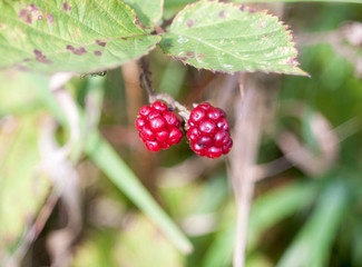 two small red raspberries blackberries bramble bush growing