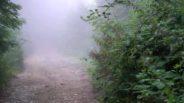 Fog on way - (4K)