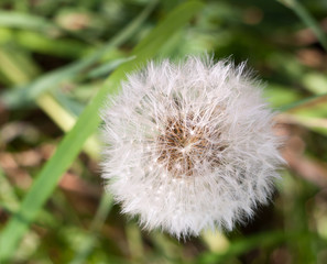 Obraz premium white flower head seeds full of dandelion Taraxacum officinale