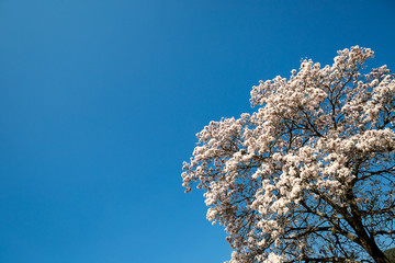 Tabebuia roseo-alba, White Ipe