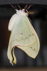 Fototapeta premium Luna Moth (Actias luna)