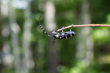 Mesosa japonica Bates