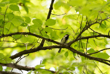 bird on the tree