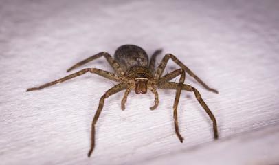 araignée
