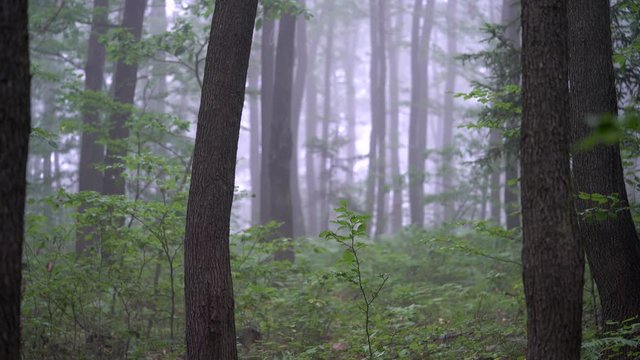 Fog in forest - (4K)
