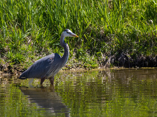 Great Blue Heron