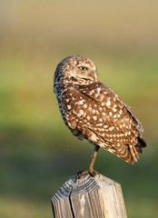 Burrowing owl perched on weathered fence post 