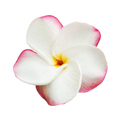 Fototapeta na wymiar Pink Pansy Plumeria isolated on white background with clipping path