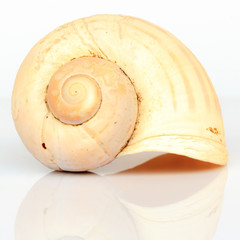 Shell isolated on white background.