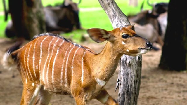 Brow Antlered Deer, Eld&rsquo;s deer, thamin in a natural reserve park Khao Kheow open zoo, Sriracha, Thailand