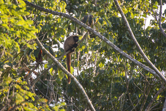 รูปภาพPitheciidae – เลือกดูภาพถ่ายสต็อก เวกเตอร์ และวิดีโอ87 | Adobe Stock