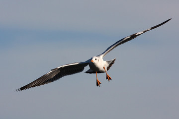 flying SEAGULL on sky